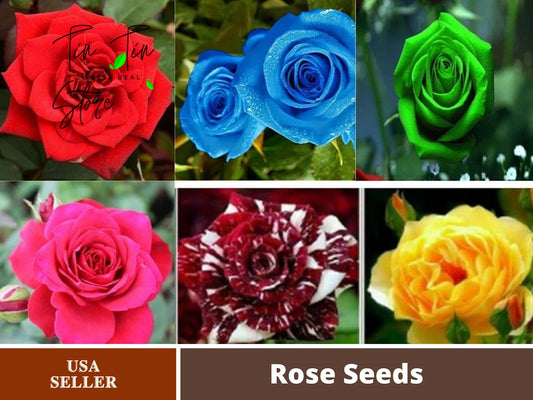 30 Seeds| Muti- Color Mix Rose Seeds#1060-Authentic Seeds-Flowers-Seeds-Rose Seeds-Herb Seeds-Vegetable Seeds-Mix Seeds for Plant- B3G1