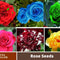 30 Seeds| Muti- Color Mix Rose Seeds#1060-Authentic Seeds-Flowers-Seeds-Rose Seeds-Herb Seeds-Vegetable Seeds-Mix Seeds for Plant- B3G1