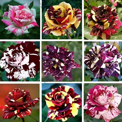 30 Seeds| Muti- Color Mix Rose Seeds#1060-Authentic Seeds-Flowers-Seeds-Rose Seeds-Herb Seeds-Vegetable Seeds-Mix Seeds for Plant- B3G1