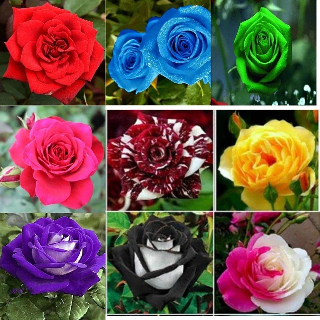 30 Seeds| Muti- Color Mix Rose Seeds#1060-Authentic Seeds-Flowers-Seeds-Rose Seeds-Herb Seeds-Vegetable Seeds-Mix Seeds for Plant- B3G1