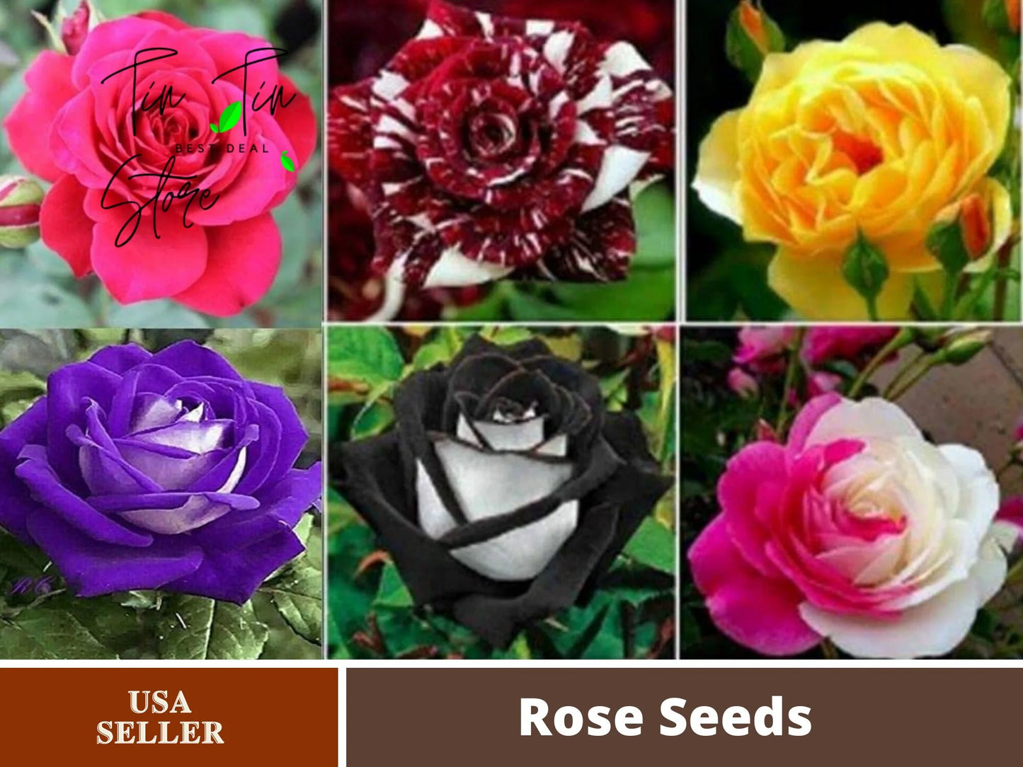 30 Seeds| Muti- Color Mix Rose Seeds#1060-Authentic Seeds-Flowers-Seeds-Rose Seeds-Herb Seeds-Vegetable Seeds-Mix Seeds for Plant- B3G1